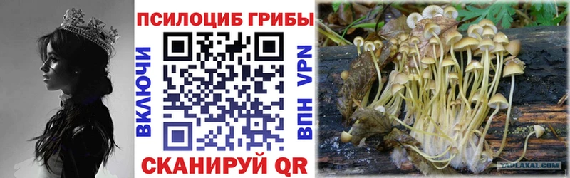 Купить где  Инсар  Псилоцибиновые грибы мицелий 